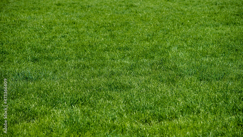 Full frame shot of Grass or Lawn texture Full frame shot of Grass or Lawn texture