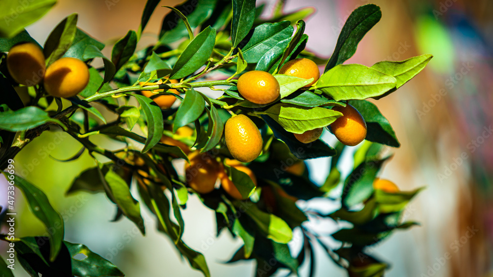 Small tangerine tree. Fortunella margarita Kumquats
