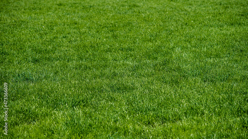 Full frame shot of Grass or Lawn texture