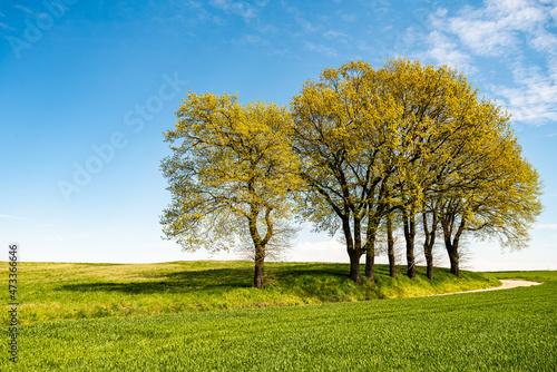 Green tree and green grass on slope with white clouds and blue sky.