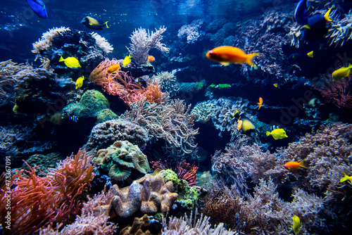 Fotobehang Coral colony and coral fish.  Underwater view