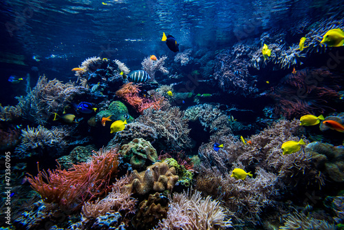 Fototapeta Naklejka Na Ścianę i Meble -  Underwater view of the coral reef