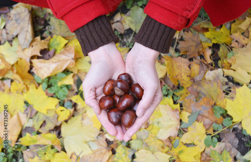 Harvesting chestnuts. European horse chestnuts in woman's hands against yellow leaves background.
