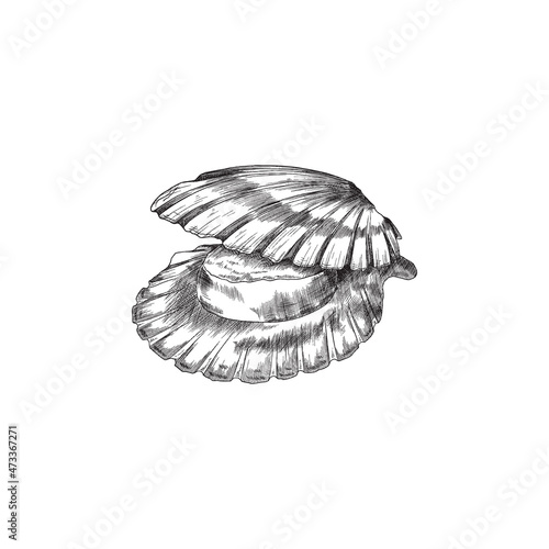Open scallop shell, vintage line engraving vector illustration. Seashell seafood antique pencil drawing.