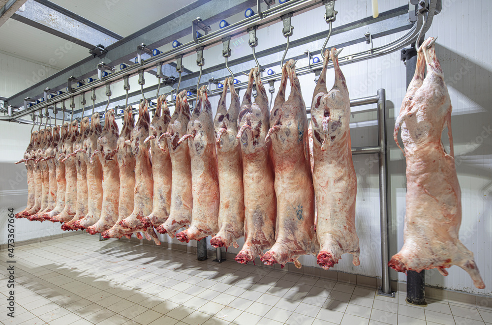 Lamb carcasses hanging on hooks in slaughter house before transfer to