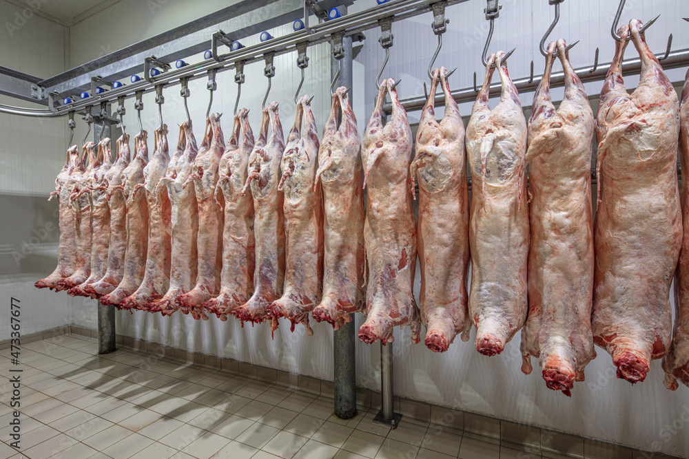 Lamb carcasses hanging on hooks in slaughter house before transfer to market or cold room or cutting. Refrigerated warehouse, hanging hooks of frozen lamb carcasses. Halal cut.