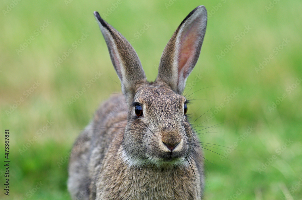 frontalansicht von einem niedlichen wildkaninchen frontalansicht von einem niedlichen wildkaninchen