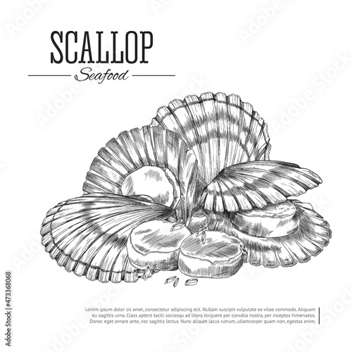 Banner design with scallops mollusks in shells, engraving vector illustration.