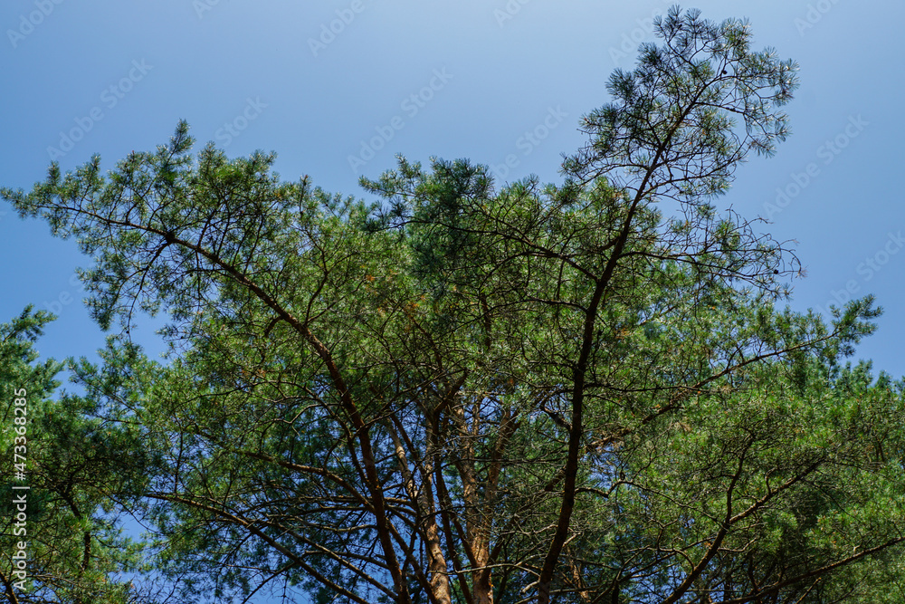 trees in the sky, Bottom-Up View