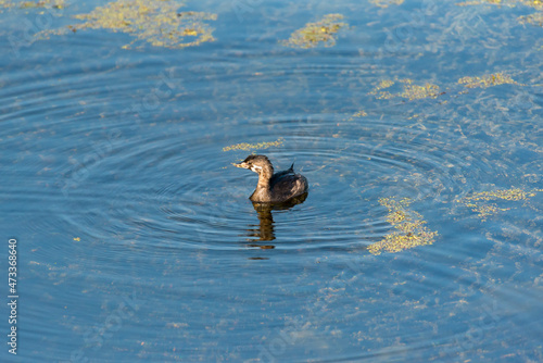 Pied-billed Grebe, Podilymbus podiceps juvenile swimming in wetlands photo