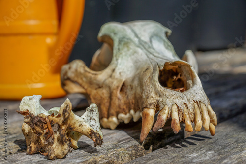 skull in the garden © ANASTASIA