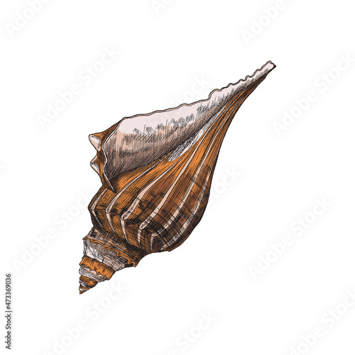 Lightning whelk - empty sea shell vintage vector illustration, isolated. Seashell of predatory sea snail sketch.