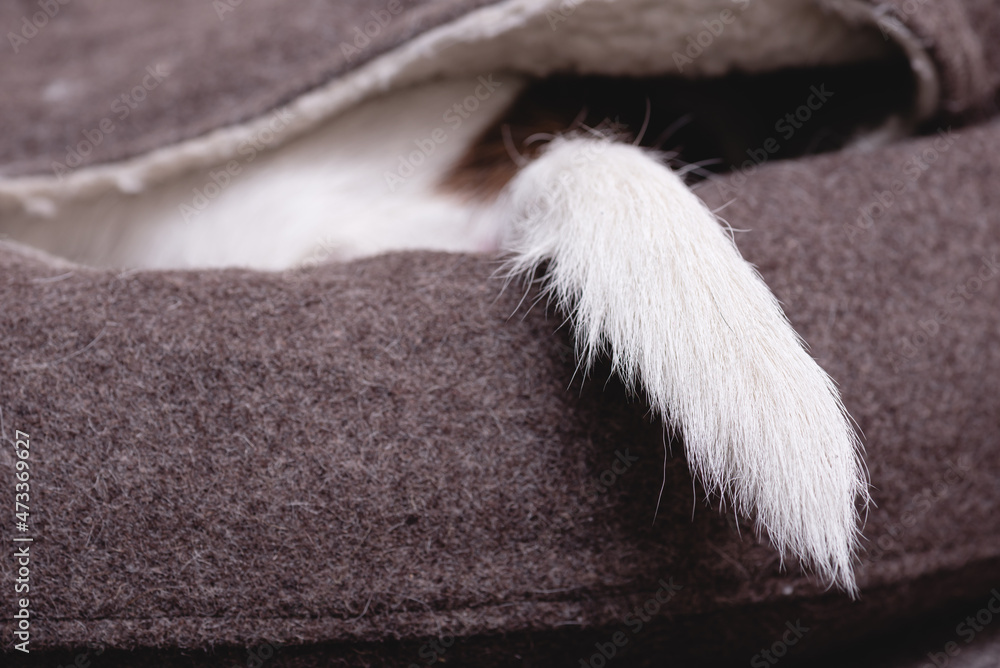 Stressed dog hiding inside pets bed during day time showing only its tail Stressed dog hiding inside pets bed during day time showing only its tail