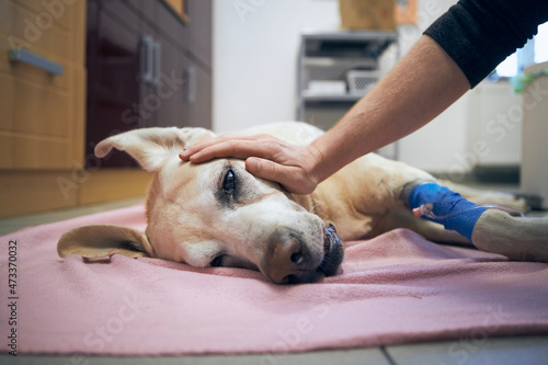 Принти на полотні Old dog in animal hospital