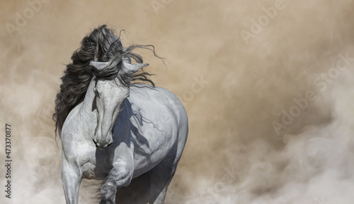White Purebred Andalusian horse in light smoke.