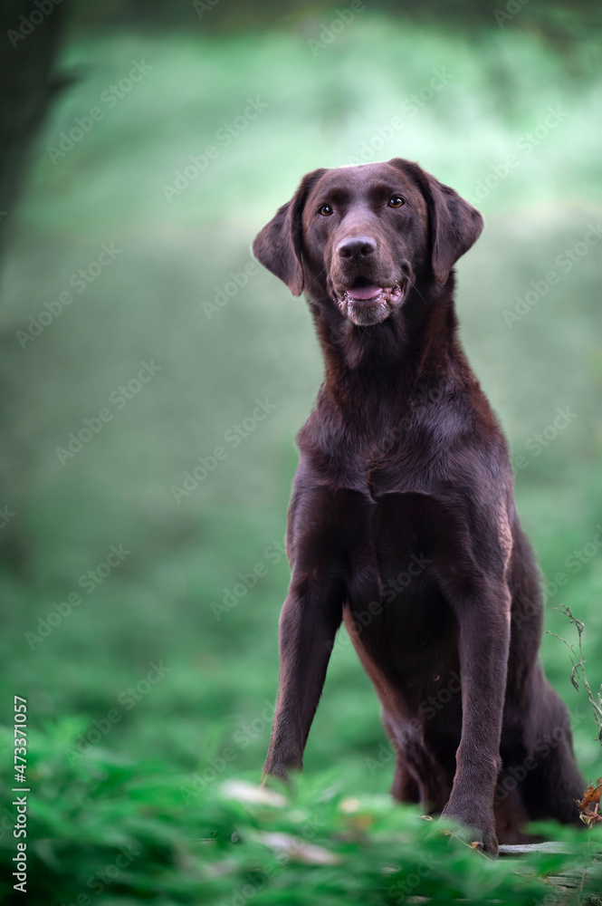 Ritratto di cane labrador 