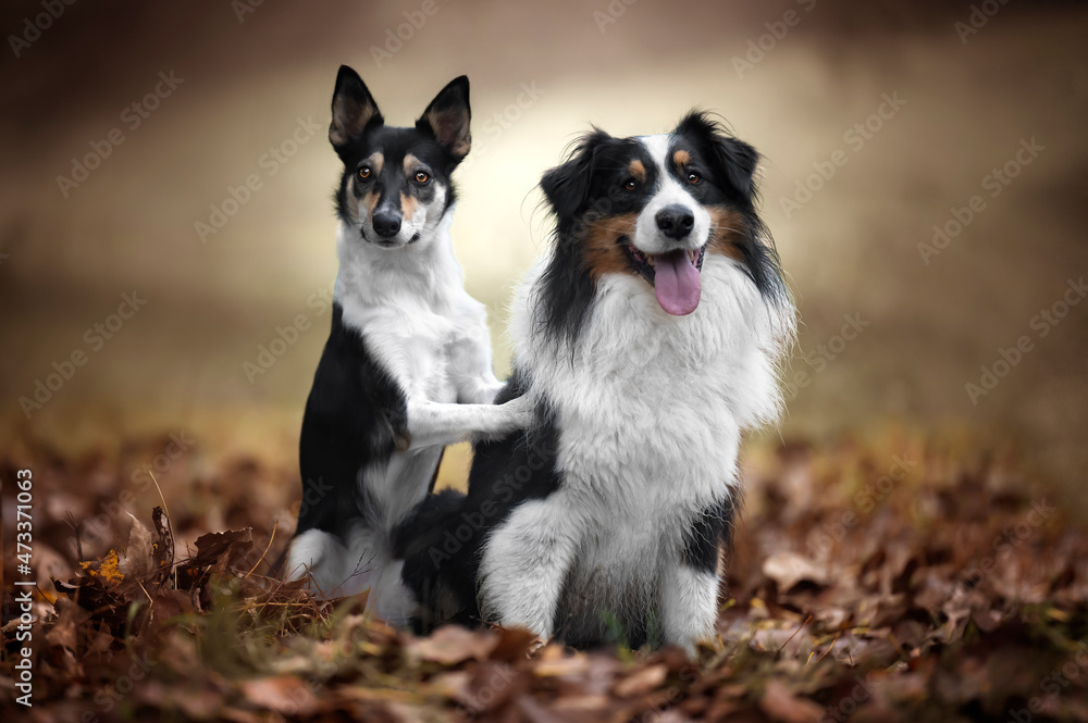 Ritratto di cane australian e cane meticcio 