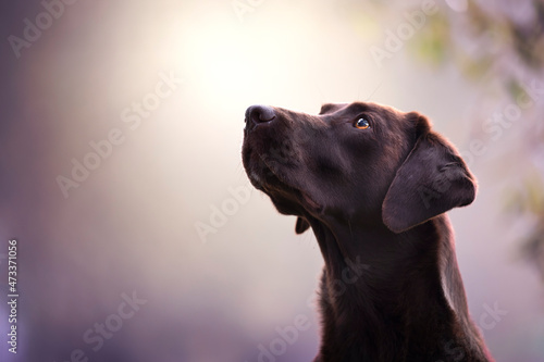 Ritratto di cane labrador  photo