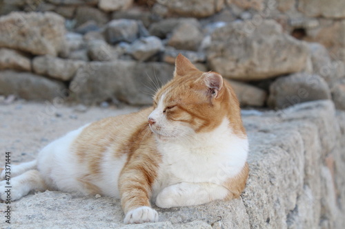 cat in Lindos Akropolis © Pawel