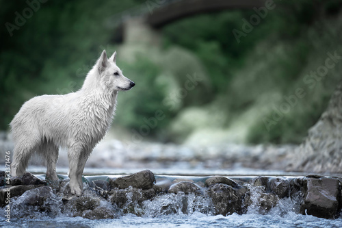 Ritratto di un cane pastore svizzero bianco photo