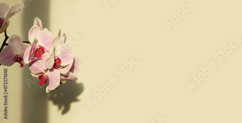 Pink phalaenopsis orchid flower on beige interior wall with copy space. Selective soft focus. Minimalist still life. Light and shadow nature horizontal long background.