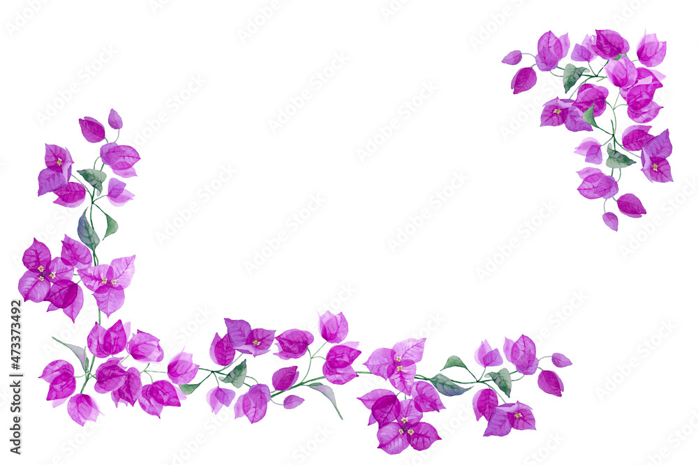 Corner frame of exotic purple bougainvillea flower. Isolated on white background. Hand drawn watercolor. Copy space.