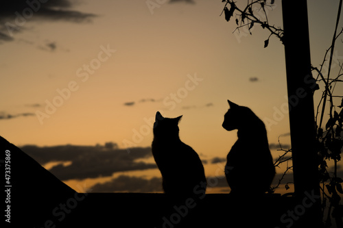 Silhouettes of two cats against a warm post sunset sky © Marks