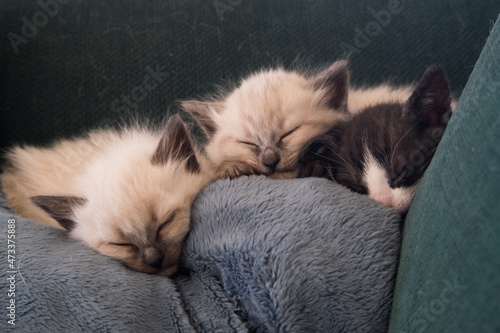 Fotografia, Obraz Three tiny kittens sleeping on a couch