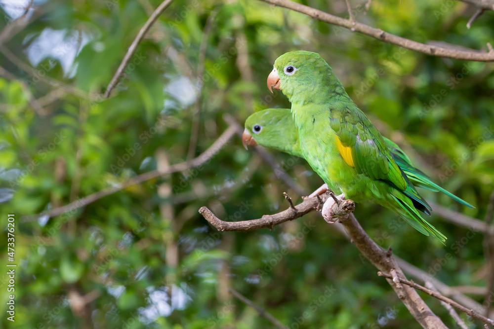 A couple of Plain Parakeet perched on branch. Species Brotogeris tyrica. It is a parakeet typical of the Brazilian Atlantic forest. Birdwatching. Birding. Parrot. A couple of Plain Parakeet perched on branch. Species Brotogeris tyrica. It is a parakeet typical of the Brazilian Atlantic forest. Birdwatching. Birding. Parrot.
