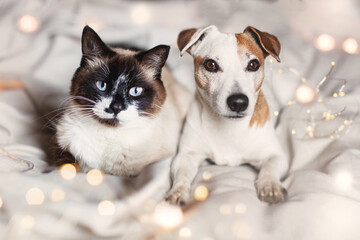 Cat and dog lying on the bed together