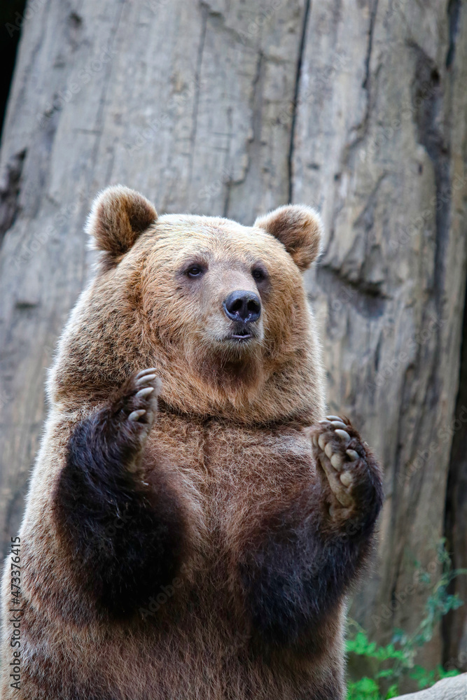 Un bel ours sur les pattes arrières Un bel ours sur les pattes arrières