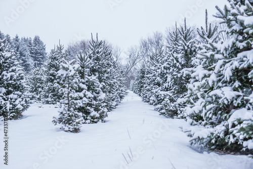 Christmas Tree Farm in Winter © Andrea Westein
