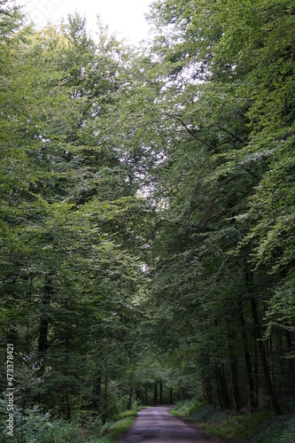 A dark road in the forest