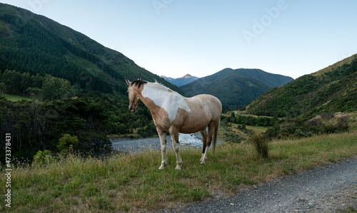 Horse in the Tararua Forest Park North island of New Zealand