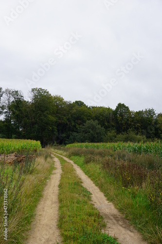 walking through the cornfields