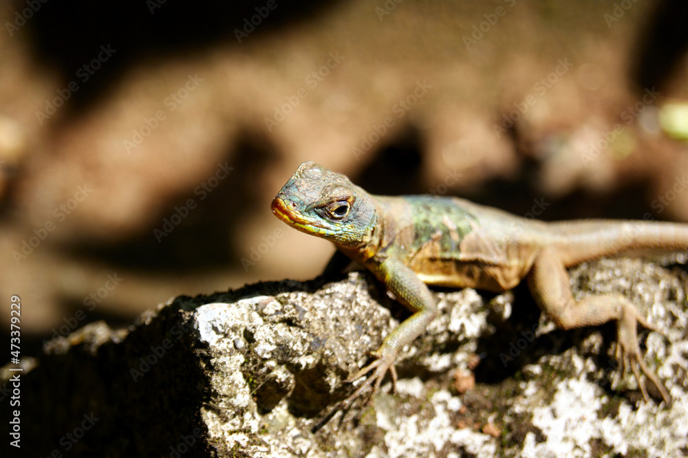 lizard on a rock