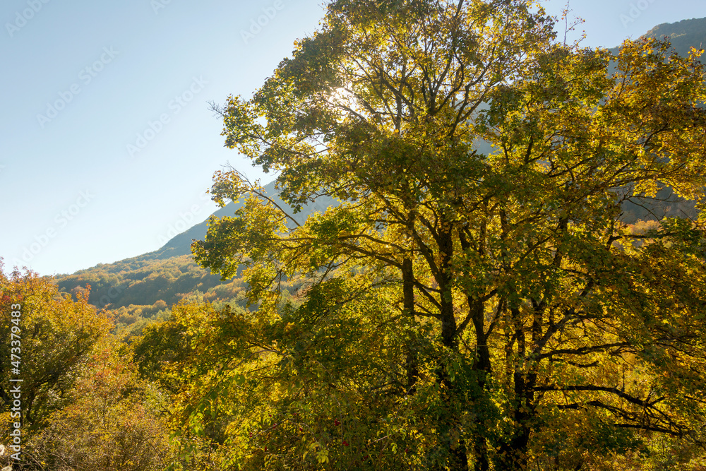 House in the woods in Abruzzo in autumn. Foliage and colors of trees.