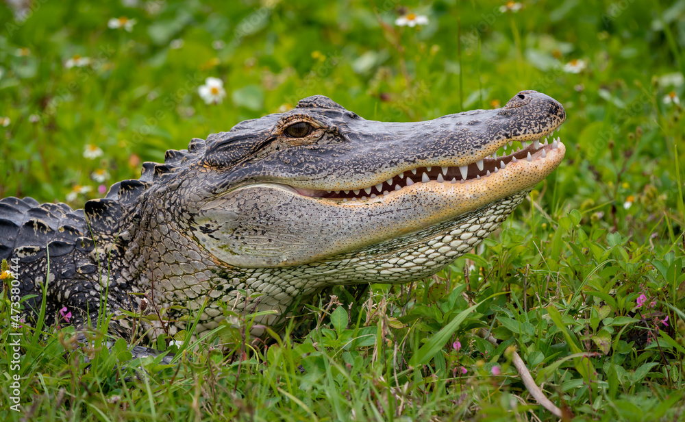 Fototapeta premium Wild American Alligator basking in grass at Viera wetlands in Florida.