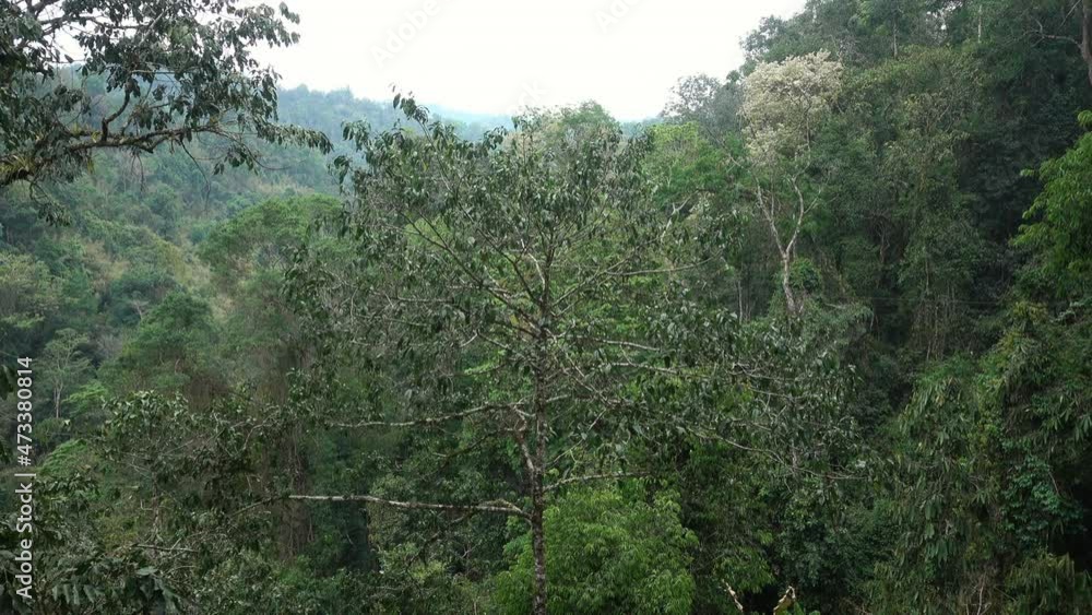 Lockdown Male Tourist Riding On Zip Line In Forest During Getaway Vacation - Huay Xai, Laos Lockdown Male Tourist Riding On Zip Line In Forest During Getaway Vacation - Huay Xai, Laos