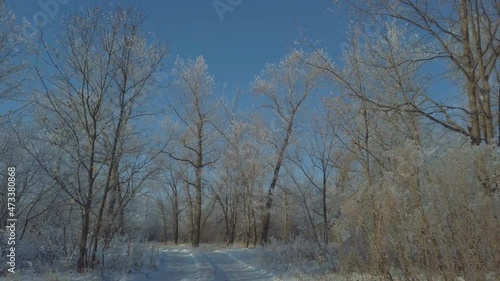 Wallpaper Mural The car is driving on a snow-covered country road. The road is surrounded by snow-covered trees and grass covered with hoarfrost. View through the windshield of the car Torontodigital.ca
