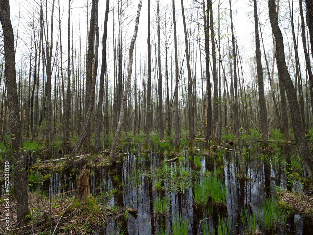 Biebrzański Park Narodowy, wiosenne olsy w rezerwacie ścisłym