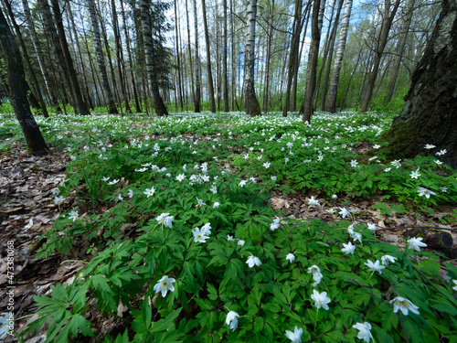 Fototapeta Naklejka Na Ścianę i Meble -  Biebrzański Park Narodowy, wiosena, łany kwitnących zawileców (Anemone)