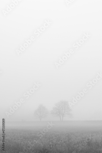 Two trees in fog