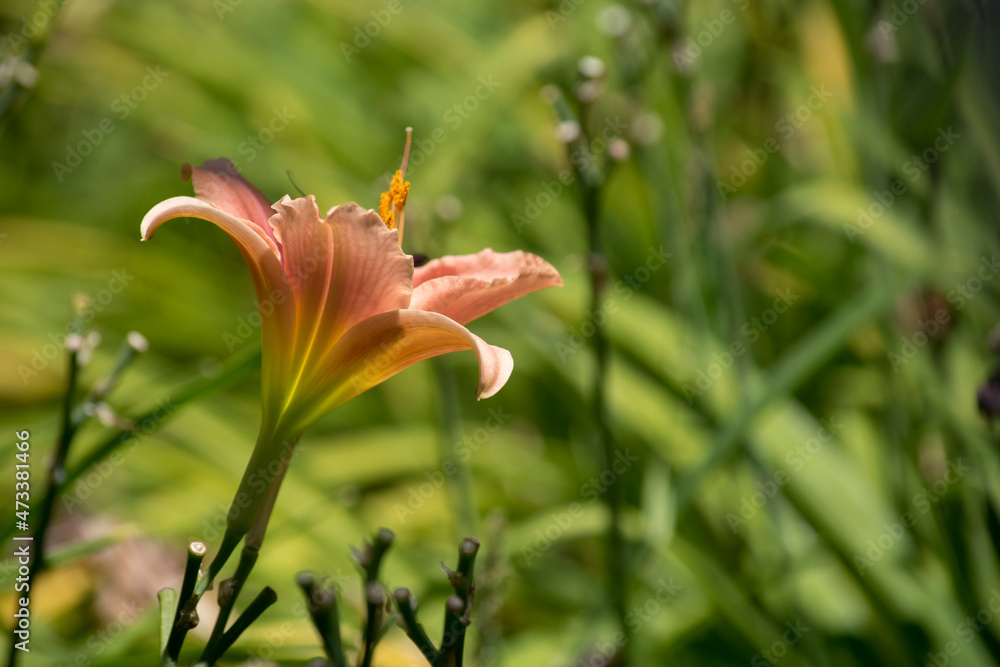 Fototapeta premium Lirios florecidos