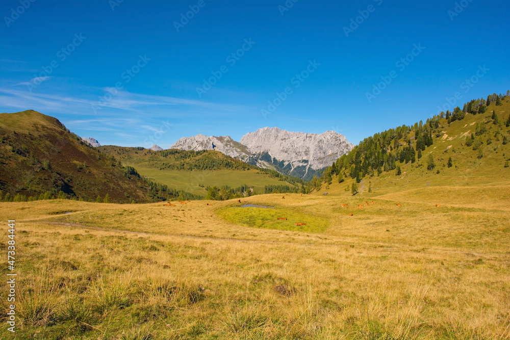The Laghi di Festons alpine meadow on Sella Festons near Sauris di Sopra, Udine Province, Friuli-Venezia Giulia, north east Italy. Used as a summer pasture for dairy cows
