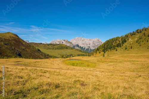 The Laghi di Festons alpine meadow on Sella Festons near Sauris di Sopra, Udine Province, Friuli-Venezia Giulia, north east Italy. Used as a summer pasture for dairy cows 