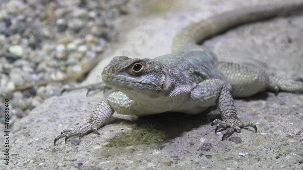 female of African on stone background. It's an insectivorous lizard of medium-small size. front view female of African on stone background. It's an insectivorous lizard of medium-small size. front view