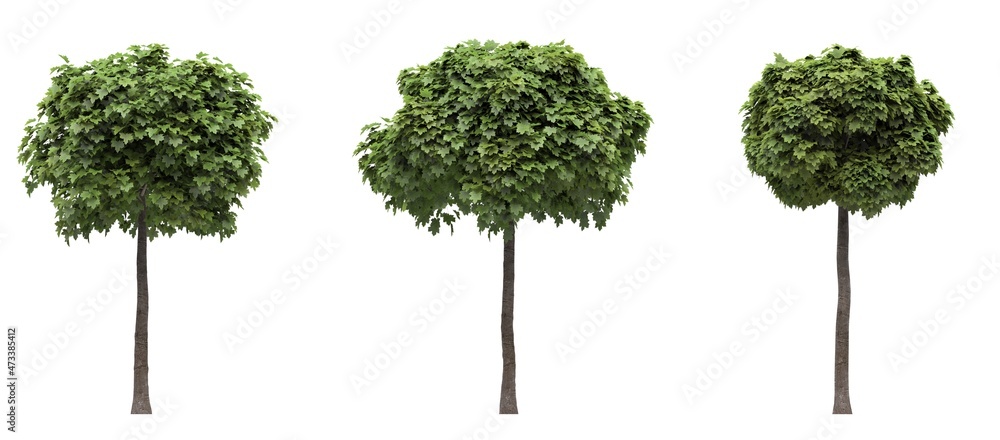Fototapeta premium Deciduous tree on a white background. Isolated garden element, 3D illustration, cg render