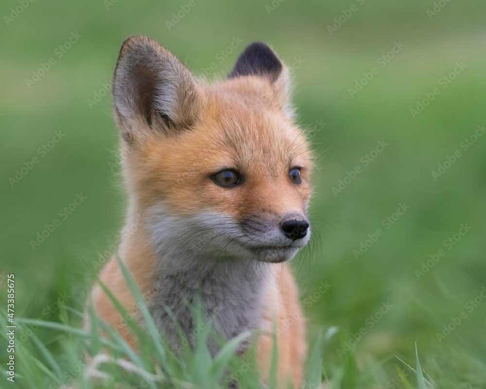 Fototapeta premium Three-quarter portrait of baby Red Fox in grass