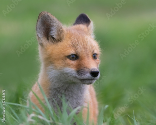 Three-quarter portrait of baby Red Fox in grass © Jean Landry